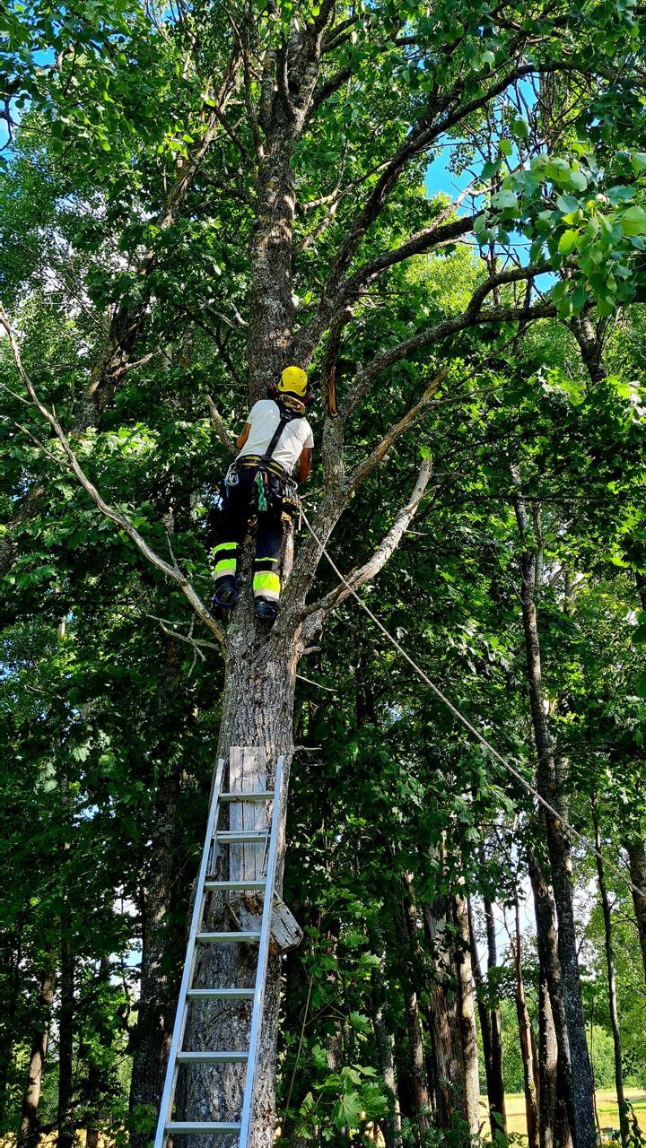 Trädfällning Örebro