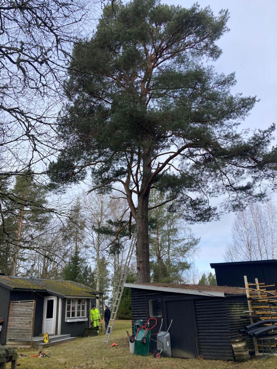 Trädfällning Örebro