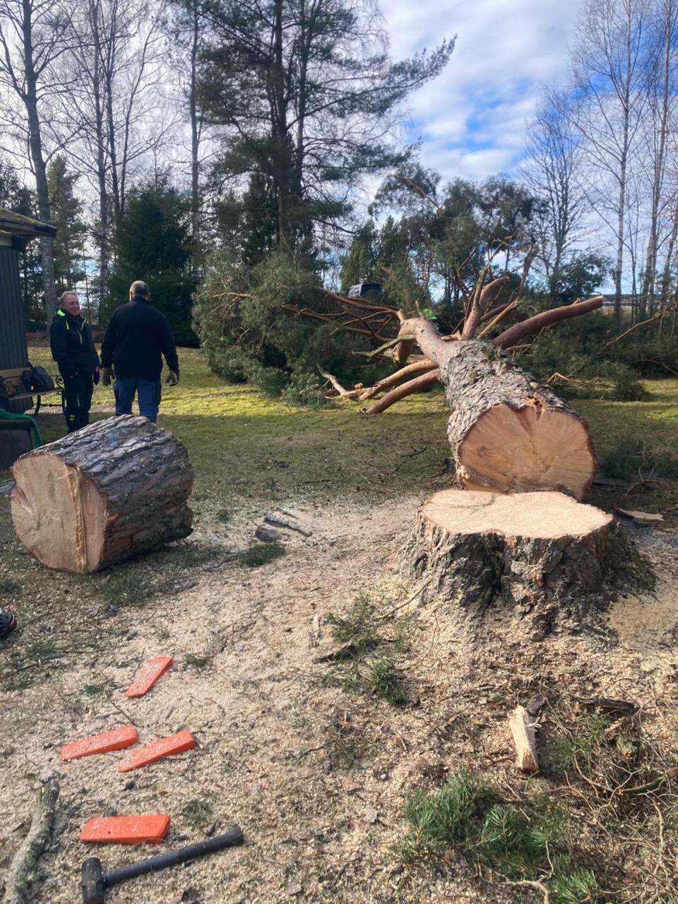 Trädfällning Örebro