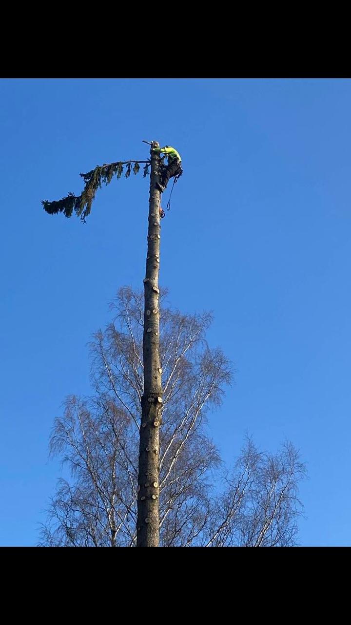 Trädfällning Örebro