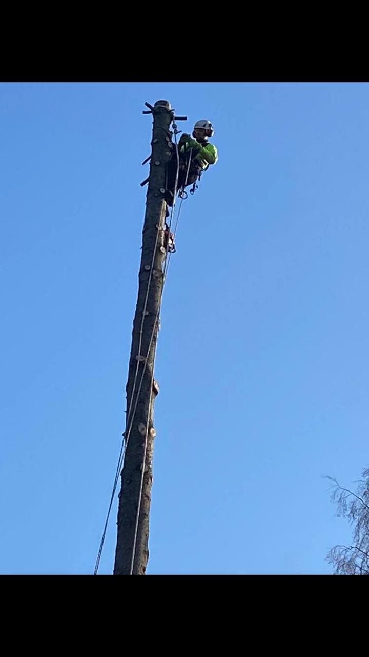 Trädfällning Örebro