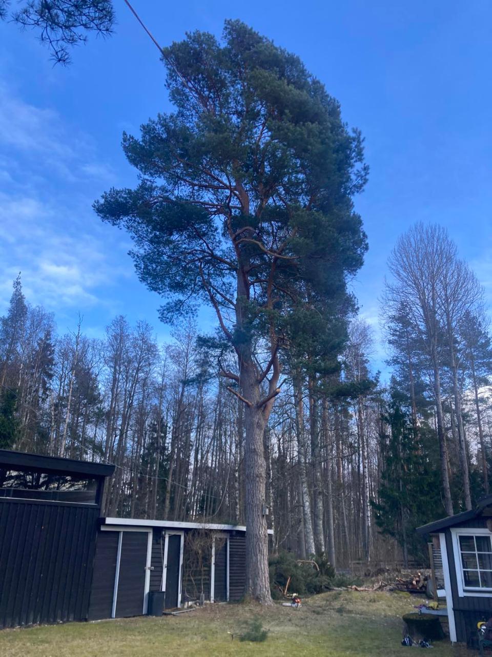 Arborist klättrar i träd för trädfällning i Örebro