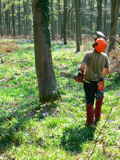Professionell trädfällning med motorsåg i Örebro län